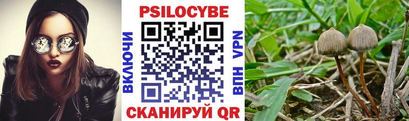 где купить наркоту  Баймак  Псилоцибиновые грибы мицелий 